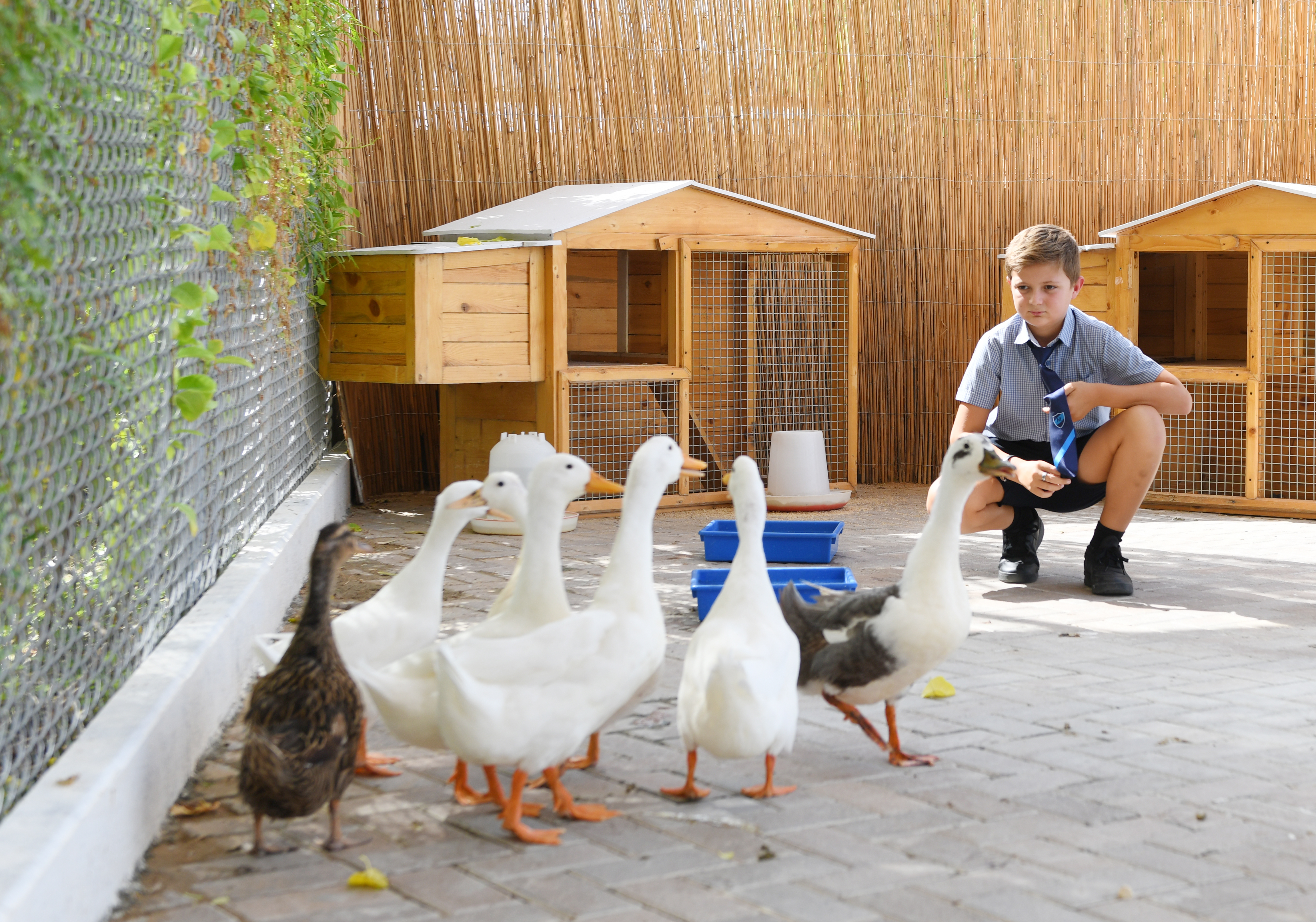 student with farm animals